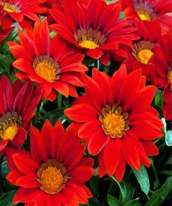 Booming Red Gazania paint by numbers