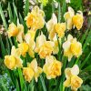 Blooming Daffodils Plant paint by numbers
