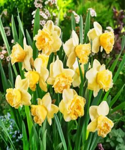 Blooming Daffodils Plant paint by numbers