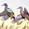 Blue Winged Teal Art paint by numbers