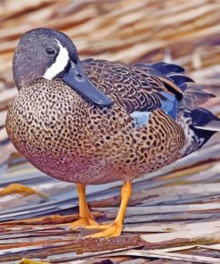 Blue Winged Teal Bird paint by numbers