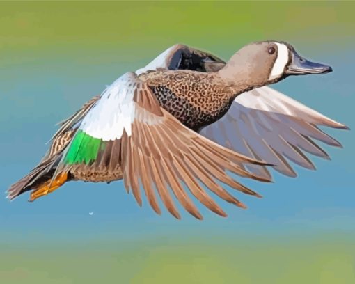 Blue Winged Teal paint by numbers