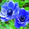 Blue Anemones paint by numbers