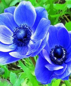Blue Anemones paint by numbers