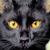 Bombay Cat Head paint by number