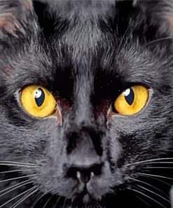 Bombay Cat Head paint by number