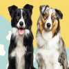 Border Collie And Australian Shepherd paint by numbers