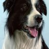 Border Collie Animal paint by numbers