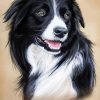 Border Collie Art paint by numbers