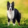 Border Collie Dog paint by numbers