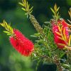 Bottlebrush Flowers paint by number