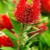 Bottlebrush Plant paint by number