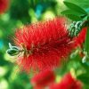 Bottlebrush paint by number