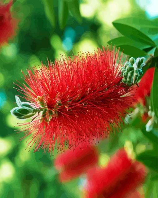 Bottlebrush paint by number