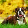 Boxer Dog Animal paint by number