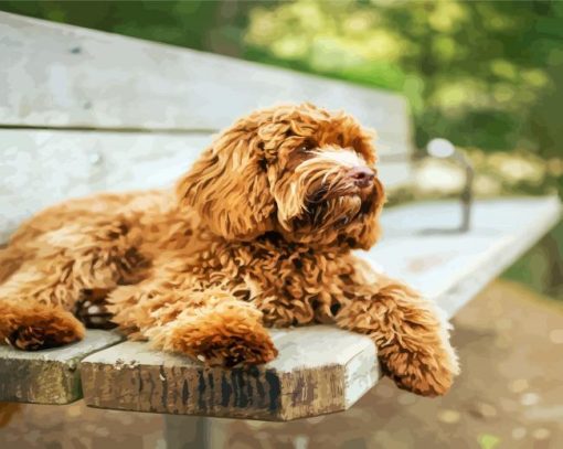 Brown Labradoodle Dog paint by number
