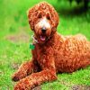 Brown Labradoodle paint by number