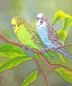 Budgies Birds paint by numbers
