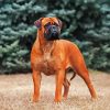 Brown Bullmastiff Dog paint by numbers