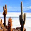 Cactus Plants In Bolivia paint by number