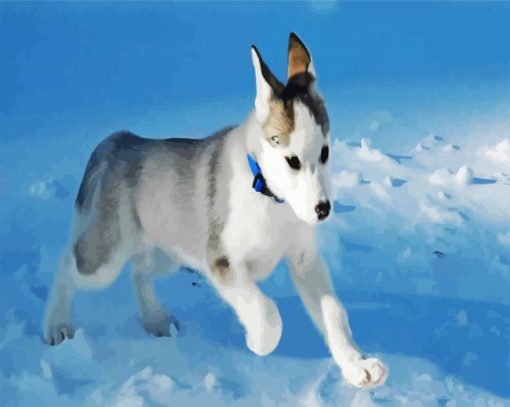 Canadian Eskimo Dog paint by numbers