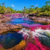Cano Cristales Columbia paint by numbers