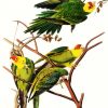 Carolina Parrot By John James Audubon paint by number