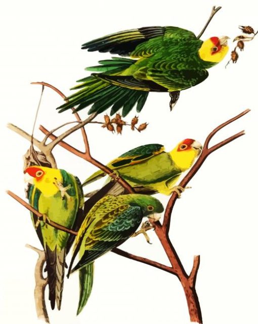Carolina Parrot By John James Audubon paint by number