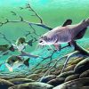 Carp Catfish Underwater paint by numbers