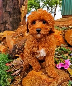 Cavoodle Puppy paint by number