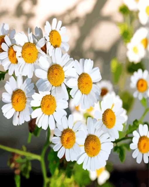 Chamomile Flowers paint by numbers