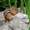 Chipmunks Animal paint by number