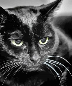 Close Up Bombay Cat paint by number