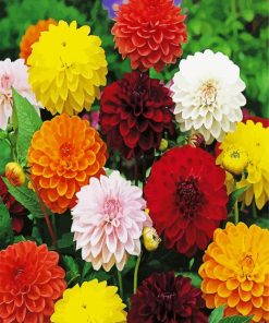 Colourful Dahlias paint by numbers