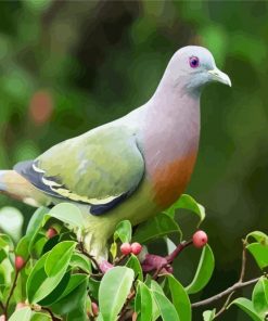 Columbidae Dove paint by numbers