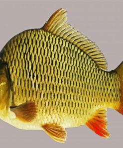Common Carp paint by numbers
