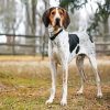 Coonhound paint by number