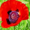 Coquelicot Poppy paint by numbers