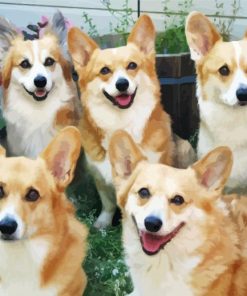 Corgis Animals paint by number