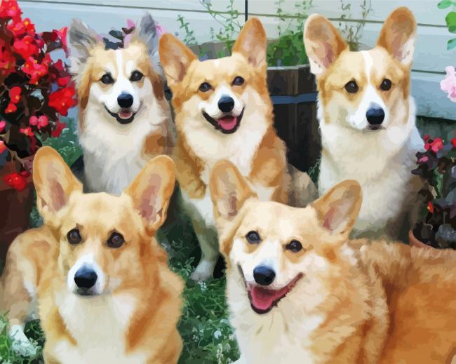 Corgis Animals paint by number