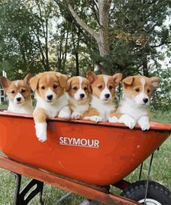 Corgis Little Puppies paint by number