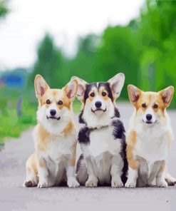 Corgis Puppies Animal paint by number