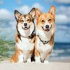Corgis Puppies Animals paint by number