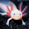Cute Axolotl paint by numbers