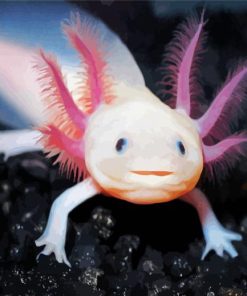 Cute Axolotl paint by numbers