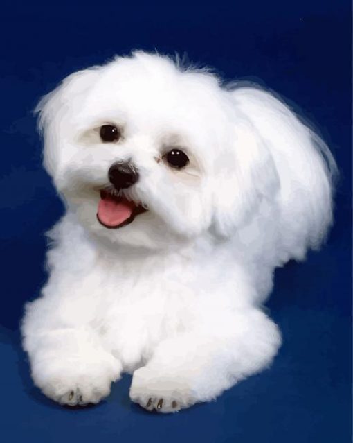 Cute White Bichon paint by numbers