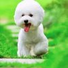 Cute Bichon Puppy paint by numbers
