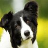 Cute Border Collie paint by numbers