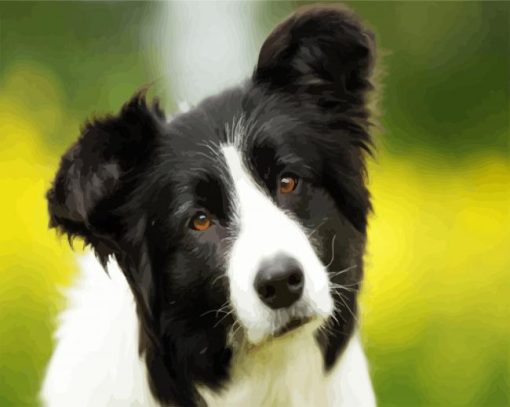 Cute Border Collie paint by numbers