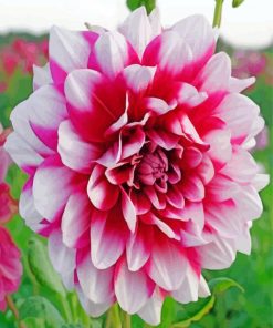 Dahlia Flowers paint by numbers